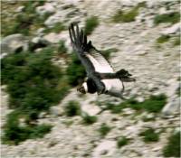 Condor, photo: M.W.